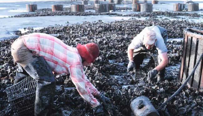 保护性水产养殖可以为西海岸带来更多本地牡蛎