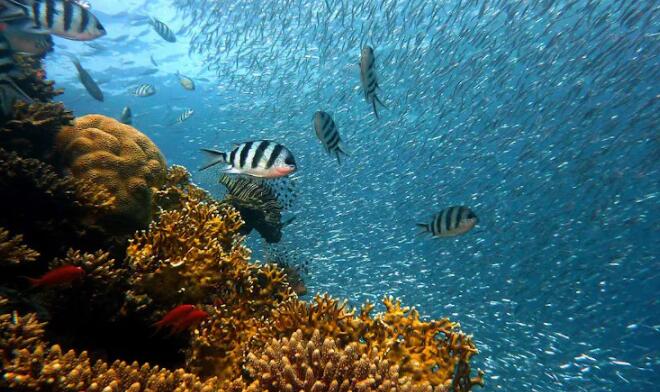 对珊瑚来说太温暖的未来海洋可能有一半的鱼类物种