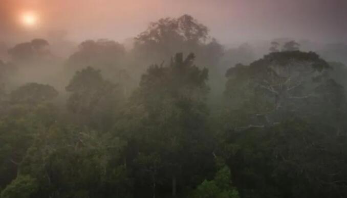 二氧化碳水平上升50%可以减少亚马逊的降雨量而不是森林砍伐