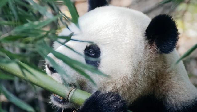 大熊猫独特的黑白斑纹提供有效的伪装