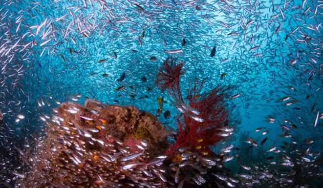 热带海洋生态系统之间的浮游生物运动推动了捕鱼的“甜蜜点”