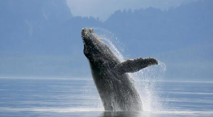 鲸鱼是比以前想象的更重要的生态系统工程师