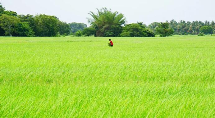 斯里兰卡混乱的化肥政策威胁到农业