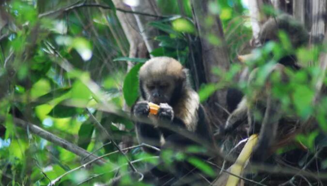 偷猎影响巴西生物保护区濒危卷尾猴的行为