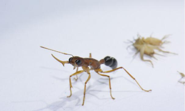 单分子控制不寻常的蚂蚁从工人到女王般的状态