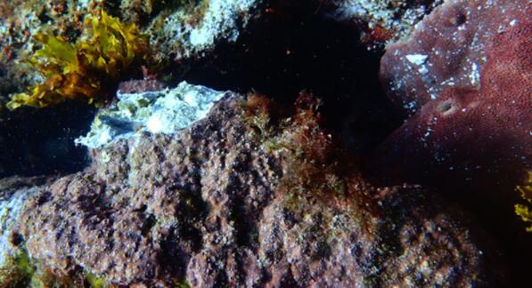 揭示海洋酸化对珊瑚藻的影响