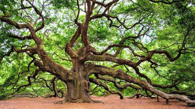新研究为橡树猝死的治疗提供信息 这是数百万棵树的杀手