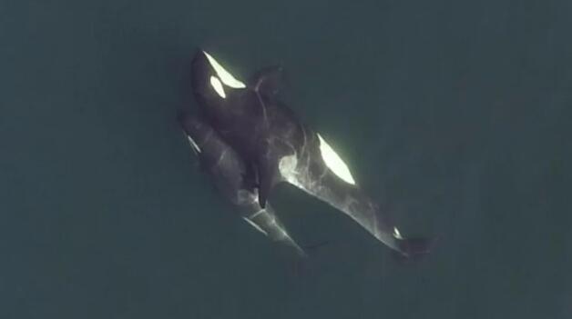 无人机镜头揭示了虎鲸的社会秘密