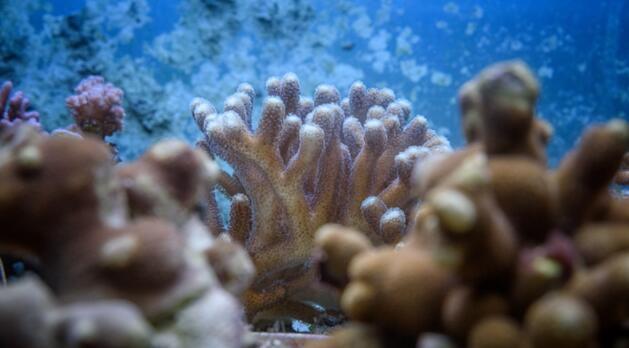 珊瑚如何应对气候变化