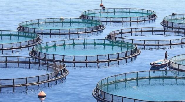 受污水厂启发的鱼菜共生处理系统种植更美味的作物并保持鱼类健康
