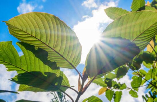与Kratom一起引领环保生活方式的10种方法