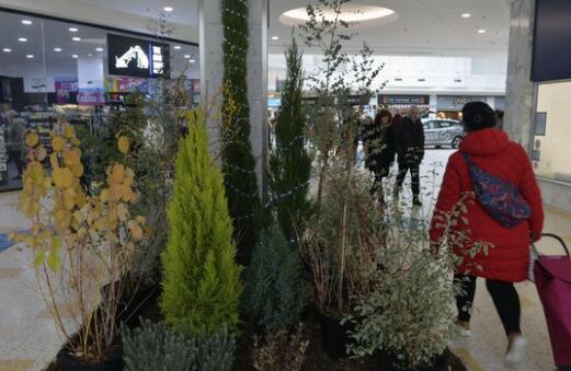 近200棵树为Eastbourne购物中心的环保圣诞展示架起