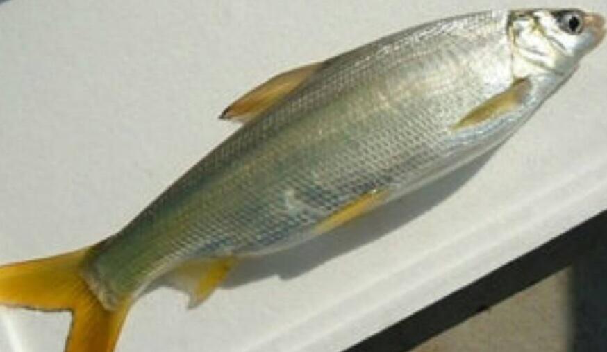 埃克森美孚的黄尾鱼环境影响评估 仍在等待答案