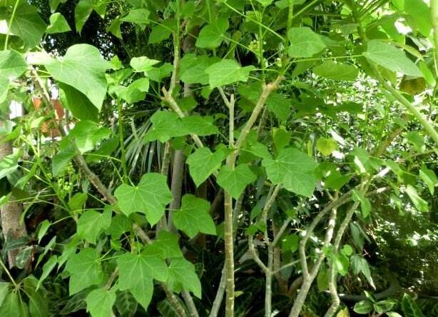 新加坡的JOil是世界上第一家为其麻风树种植园获得金标准可持续性认证的公司