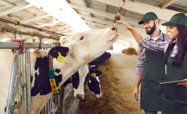 奶农如何使牛奶和奶酪更具可持续性