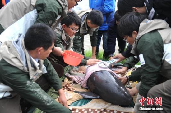 中国最大淡水湖鄱阳湖发现一亡一伤两头江豚