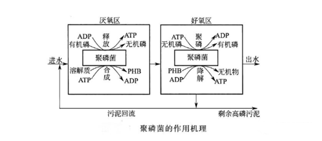 什么是TP（总磷）？如何去除？