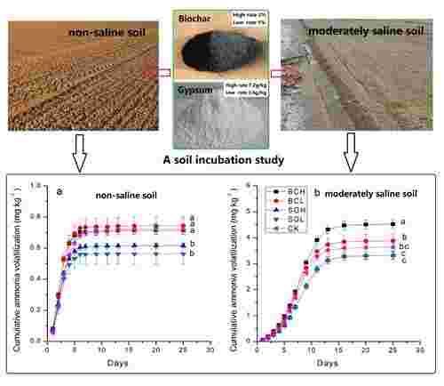 南京土壤所在盐渍化农田改良剂应用对氨挥发影响研究中取得进展