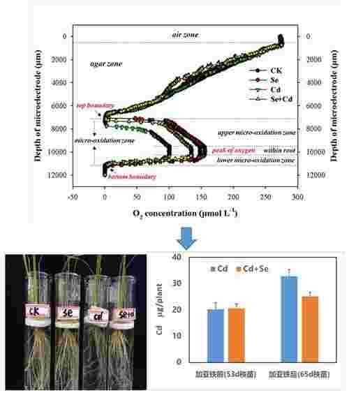 南京土壤所在施硒降低水稻对镉的吸收机理上取得进展