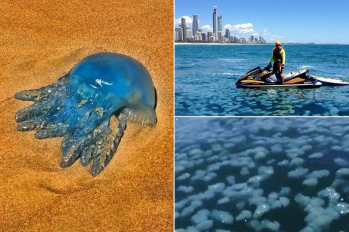 蓝色水母“入侵”澳黄金海岸 给冲浪者带来麻烦