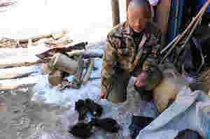 黑龙江省警方破获一起特大濒危野生动物被捕杀案