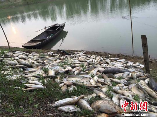 宿迁一鱼塘现大面积死鱼工厂拒承认排污超标检测