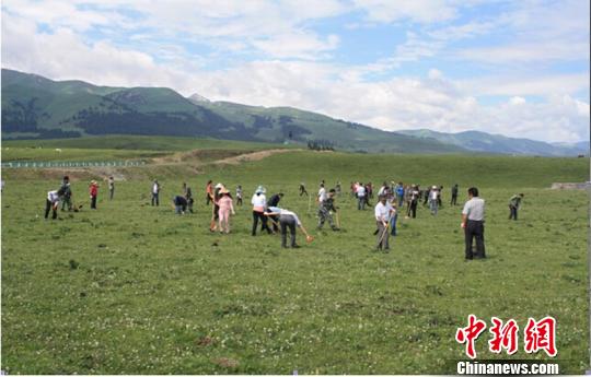 新疆伊犁草场出现40万亩毒害草 无人机参与防治