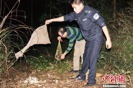 广西破获特大购销野生动物案 缴获虎纹蛙千余只