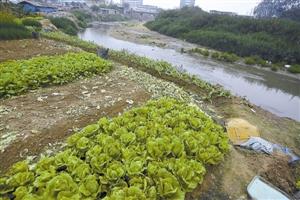 深圳一河水变墨汁:村民河边种菜 污染严重不敢吃