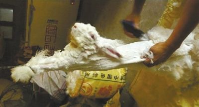 中国养殖场兔子被指活体拔毛 协会称是个别现象